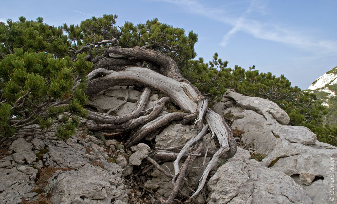 Rab 2011_03_Velebit_060