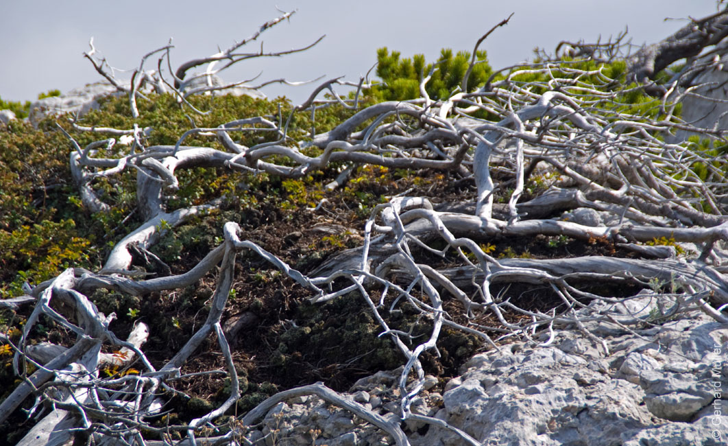 Rab 2011_03_Velebit_061