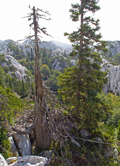 Rab 2011_03_Velebit_063