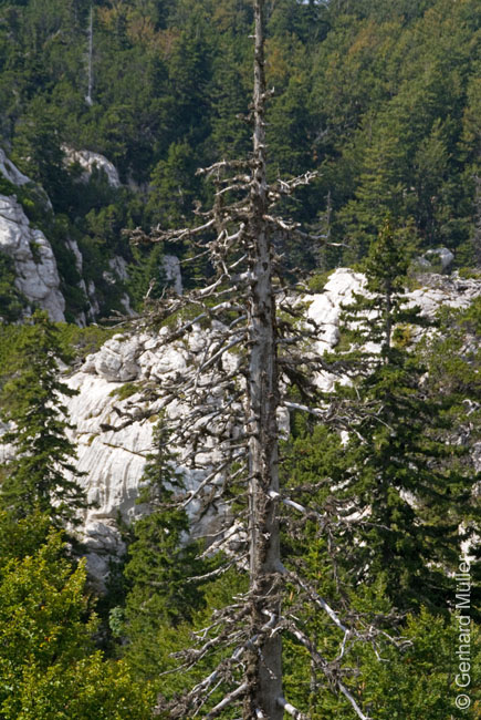 Rab 2011_03_Velebit_064