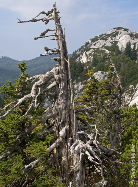 Rab 2011_03_Velebit_065