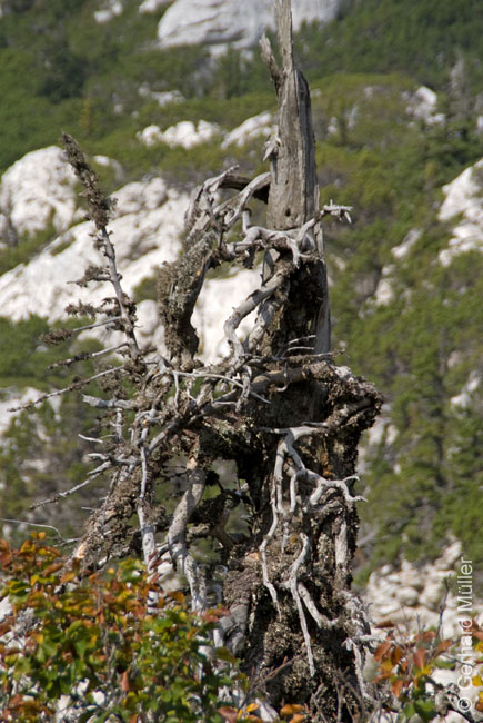 Rab 2011_03_Velebit_066