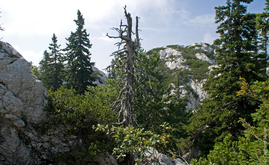 Rab 2011_03_Velebit_069