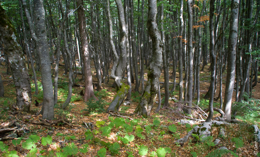 Rab 2011_03_Velebit_089