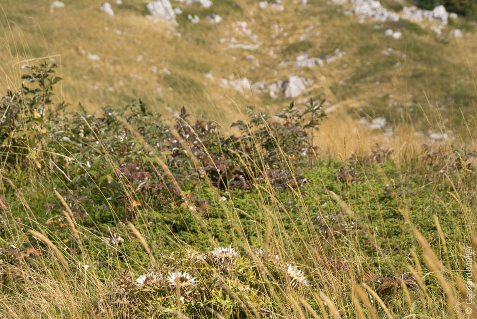 Rab 2011_03_Velebit_099