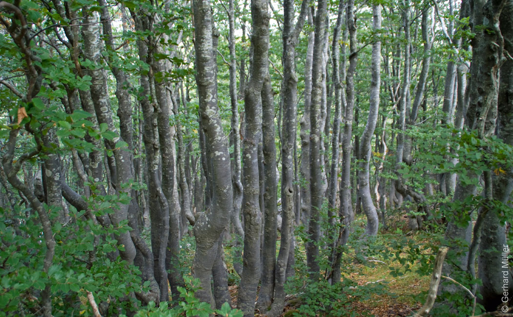 Rab 2011_03_Velebit_107