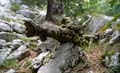Rab 2011_03_Velebit_041