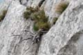 Rab 2011_03_Velebit_048