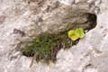 Rab 2011_03_Velebit_049