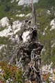 Rab 2011_03_Velebit_066