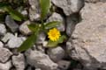Rab 2011_03_Velebit_082