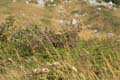 Rab 2011_03_Velebit_099