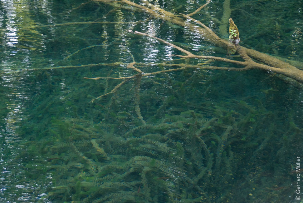 Rab 2011_04_Plitvice_003
