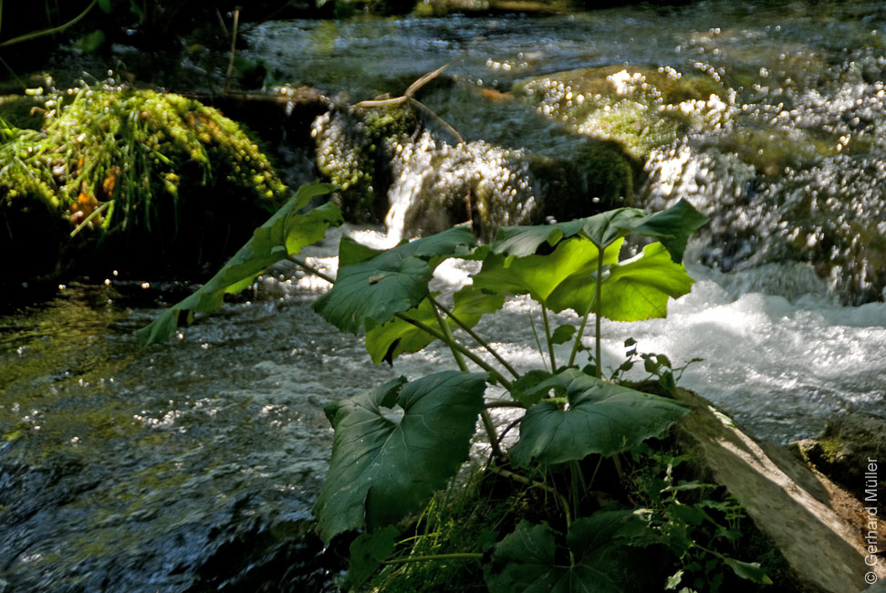 Rab 2011_04_Plitvice_044