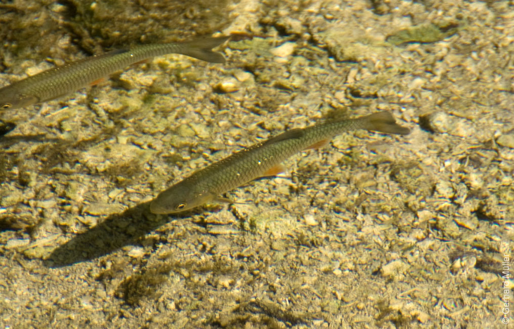 Rab 2011_04_Plitvice_046