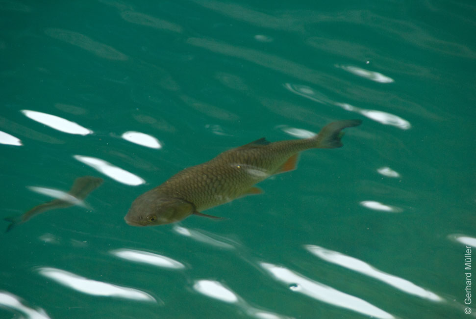 Rab 2011_04_Plitvice_128