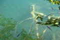 Rab 2011_04_Plitvice_064