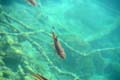 Rab 2011_04_Plitvice_143