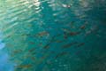 Rab 2011_04_Plitvice_149