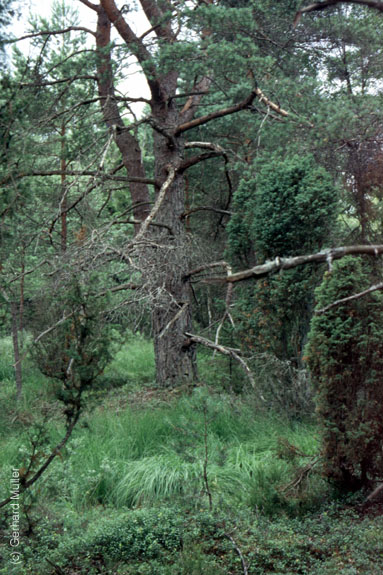 Schweden-1995_016