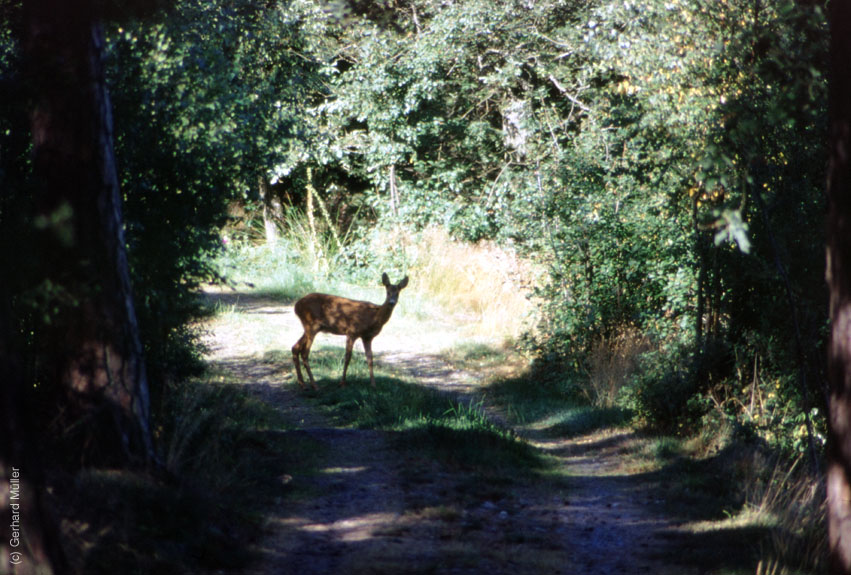 Schweden-1995_027