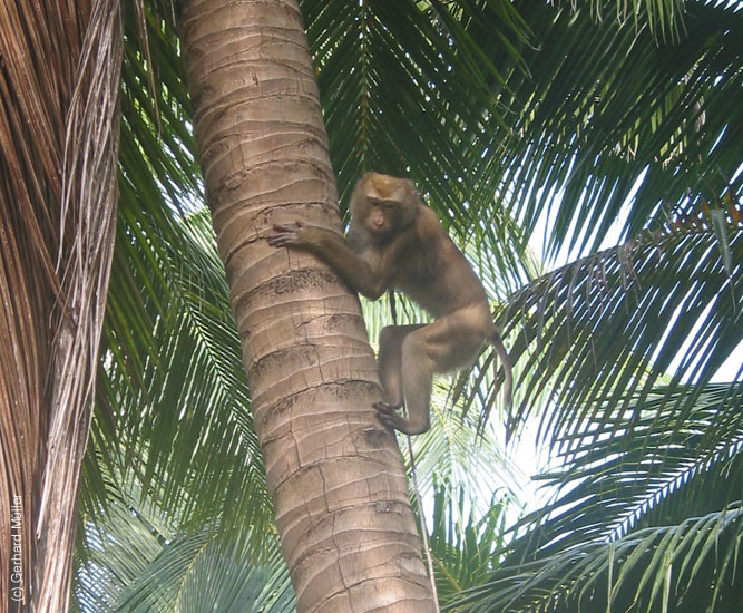 KohSamui2002_028