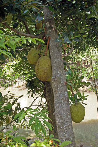 02_Mekong_10011