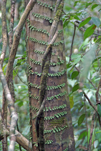 06_Phu Quoc_10044