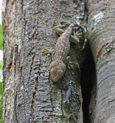 06_Phu Quoc_10046