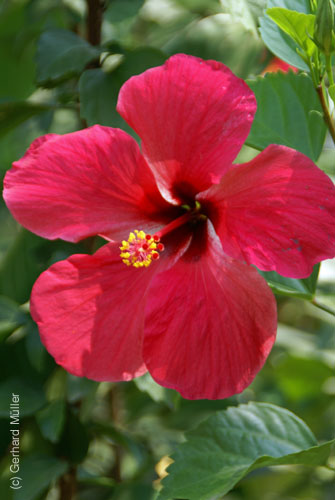 07_La Veranda_231