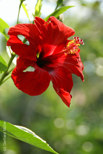 07_La Veranda_233