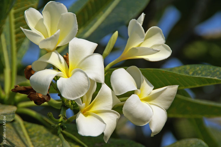 07_La Veranda_242
