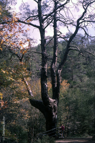 Zypern-662