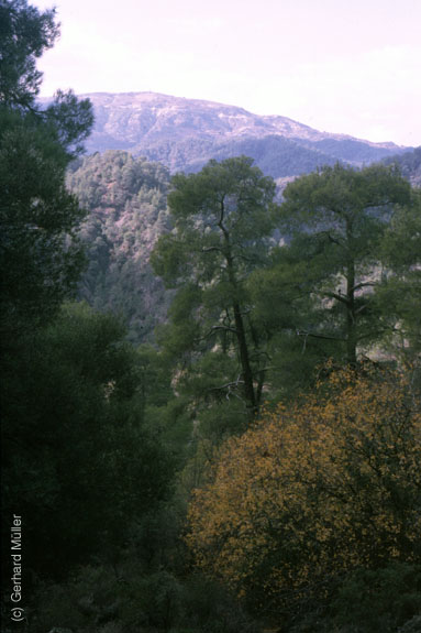 Zypern-663